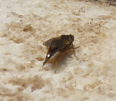 Prochyliza xanthostoma