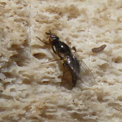 Prochyliza xanthostoma