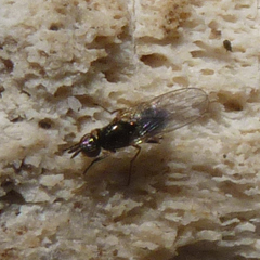 Prochyliza xanthostoma