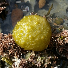 Colpomenia tuberculata