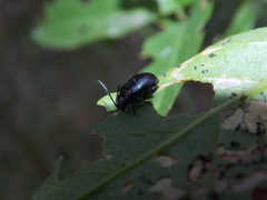 Macrohaltica transversa