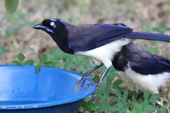 Cyanocorax affinis