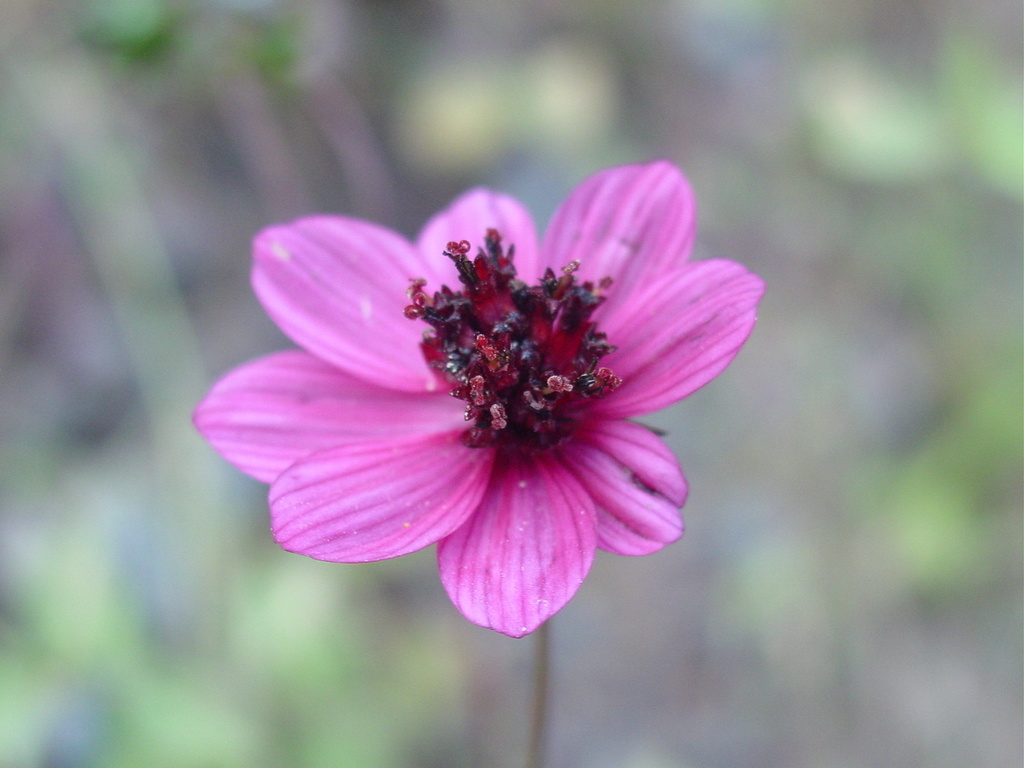 Cosmos purpureus