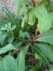 Phytolacca polyandra