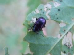 Macrohaltica transversa