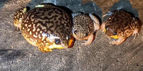Mottled Shovel-nosed Frog