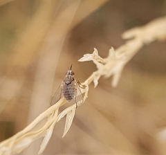 Phthiriinae