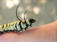 Lycorea halia atergatis