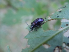 Macrohaltica transversa