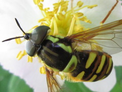 Chrysotoxum graciosum