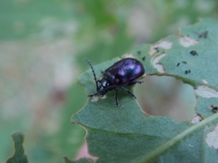 Macrohaltica transversa