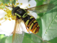 Chrysotoxum graciosum