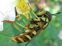 Chrysotoxum graciosum