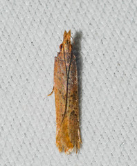 Dichomeris ligulella