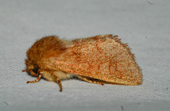 Psaphida styracis