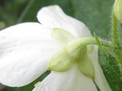 Philadelphus schrenkii