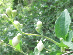 Philadelphus schrenkii