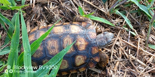 Speke's Hinge-back Tortoise