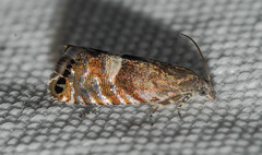 Sereda tautana