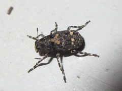 Sphinctotropis laxa