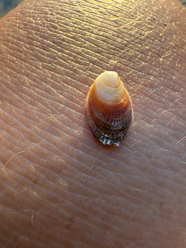 Pilosabia trigona observed 2026-04-24