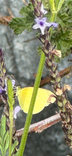 Small Grass-yellow
