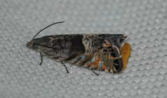 Sereda tautana