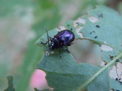 Macrohaltica transversa