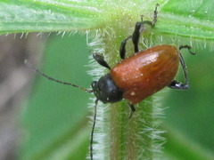 Aoria scutellaris