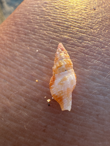 Prodotia iostoma observed 2026-04-24