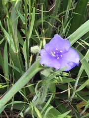 Tradescantia hirsutiflora, photograph (c) Chris Acree, some rights reserved (CC BY-SA)