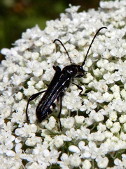 Stenopterus ater