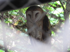 Tyto