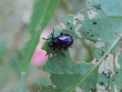 Macrohaltica transversa