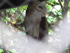 Tyto