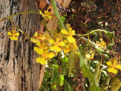 Trichocentrum brachyphyllum