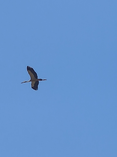 Asian Openbill