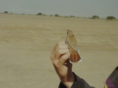 Cercotrichas galactotes