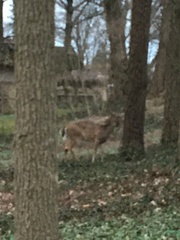 Odocoileus virginianus