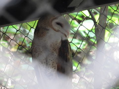 Tyto