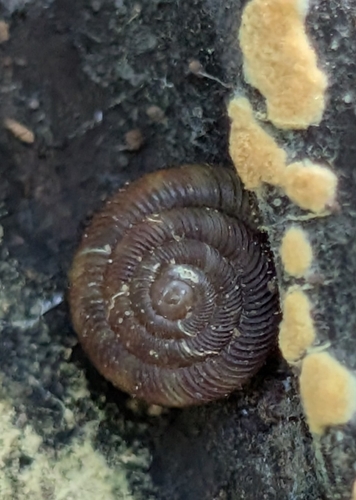Gonyodiscus rotundatus