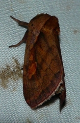Bellura densa