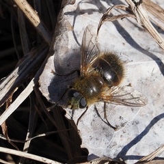 Tachina ursina