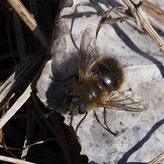 Tachina ursina