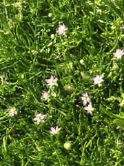 Spergularia macrotheca