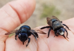 Xylocopa splendidula