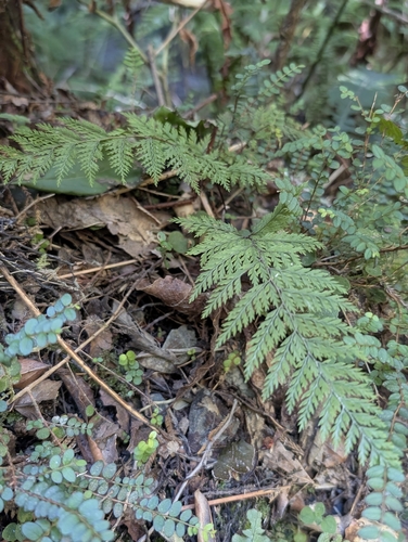 Dennstaedtia novae-zelandiae