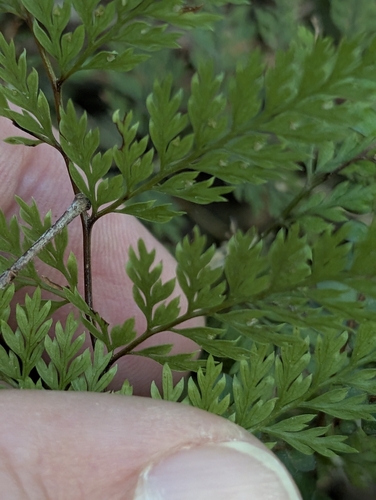 Dennstaedtia novae-zelandiae, photograph 1