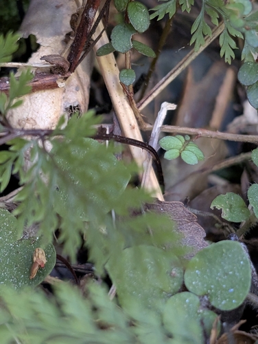 Dennstaedtia novae-zelandiae, photograph 2