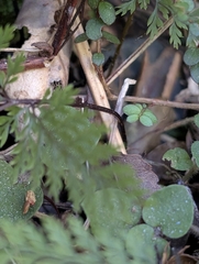 Corin, CC BY, iNaturalist via GBIF Dennstaedtia novae-zelandiae, photograph Corin, CC BY, iNaturalist via GBIF